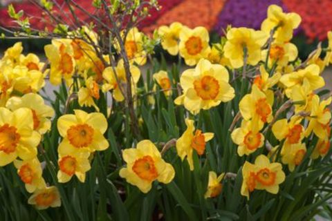 Our Springtime bloom 🌼