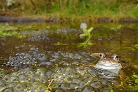 Ten tiddly tadpoles 🐸