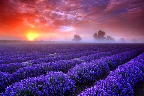 Provence Lavender