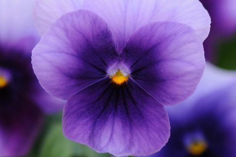 Viola