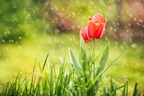 SPRING RAIN