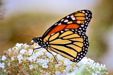 BUTTERFLIES