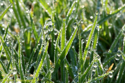 MORNING DEW