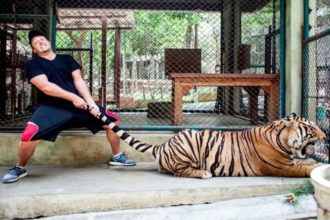 TAKE THE TIGER BY THE TAIL