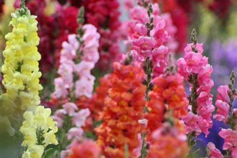 Snapdragon