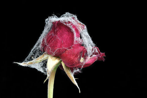 A lost love