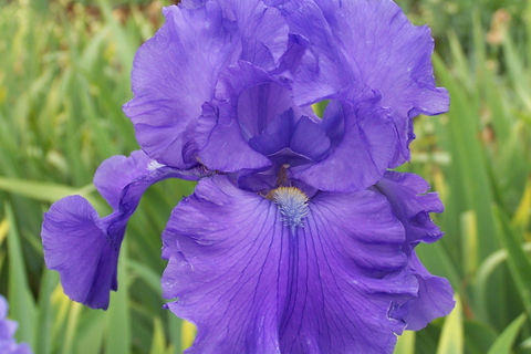 Bearded Irises