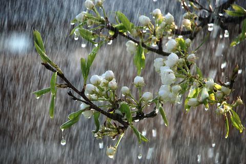SPRING RAIN