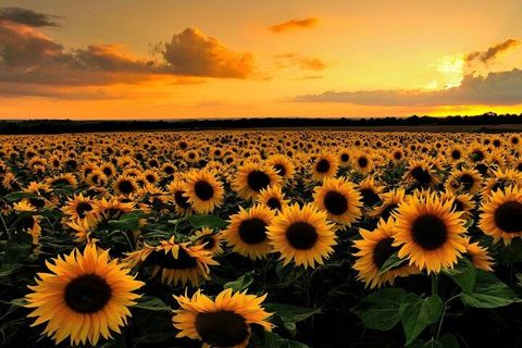 Sunflower Field