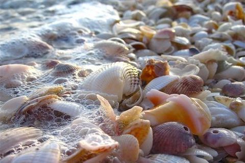 the colour of seashell