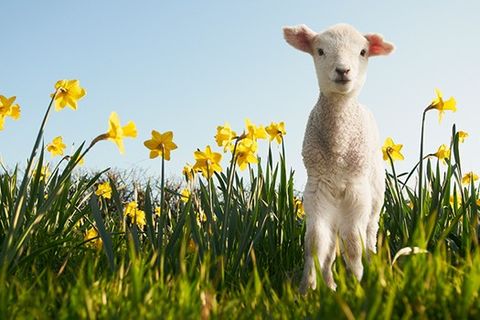 To Know Spring