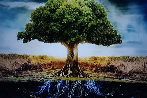 The Tree Of Life 