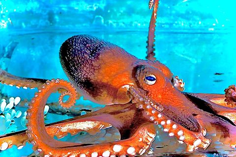 Octopus 