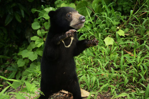 Bear faced lies.