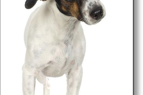 Jerry the fox terrier