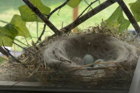 The Nest
