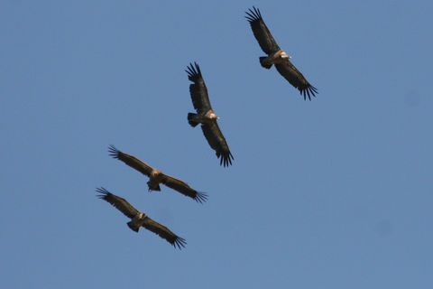 BIRDS
