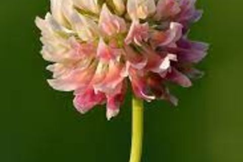 Trifolium pollinated courtesy bombus