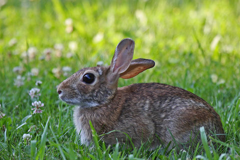 OUR FRIEND THE BUNNY RABBIT 