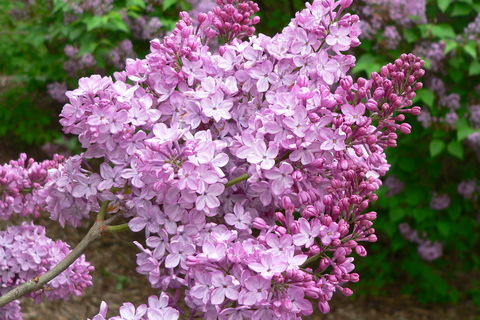 The first of May a reflection 