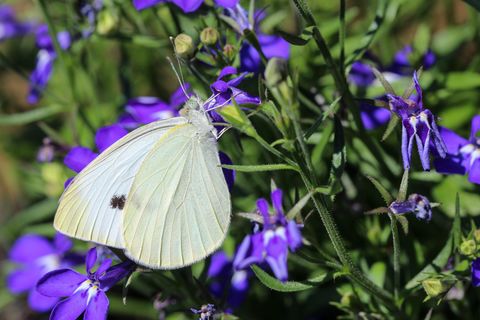 Mama The White Butterfly