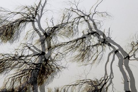 Parallel Trees