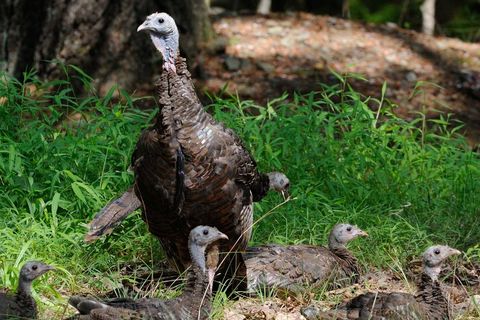 A WILD TURKEY AND HER POULT