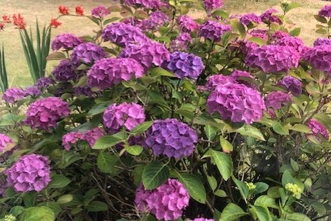  Magenta Hydrangeas