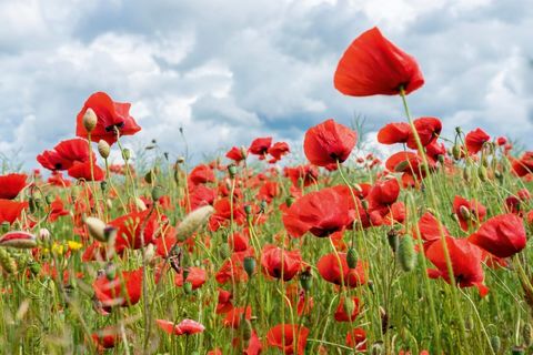the poppies