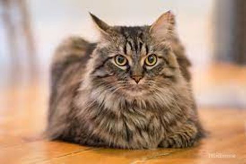 Prince Of A Cat - Ninth Life Long Since Spent