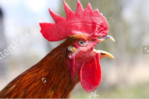 For whom the Cock crows