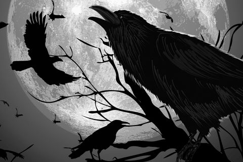 A Raven In The Shadows of Moonlight 