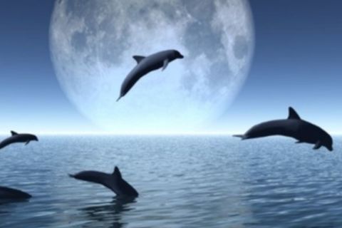 Dolphins: ( Freedom Theme)