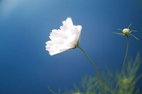 Milk-White Promises: ( Haiku)