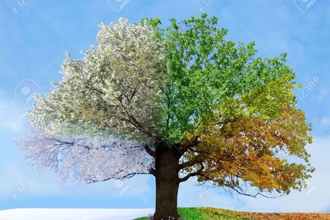 WILLIAMSJI MAVELI : POEM: SEASONS