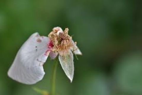 Summer's Rose: ( Haiku)
