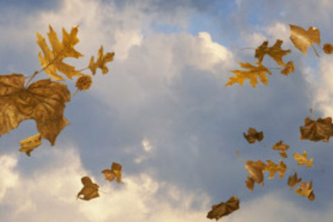 First Winds Of Autumn: ( Haiku)