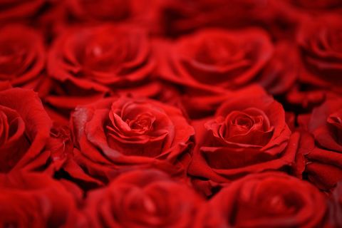 The Romantic
