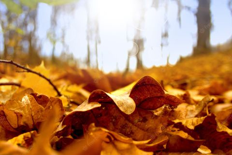 Autumn: ( Haiku)