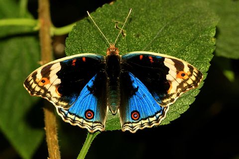 BUTTERFLIES