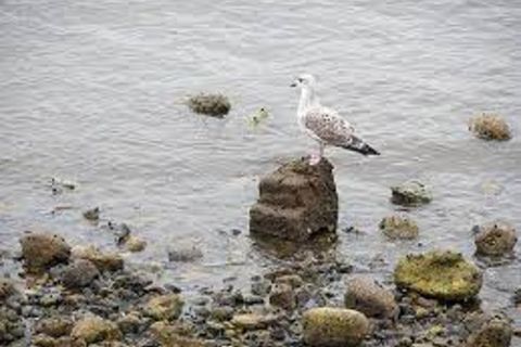 At The Old Headland...