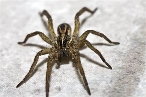I am a spider