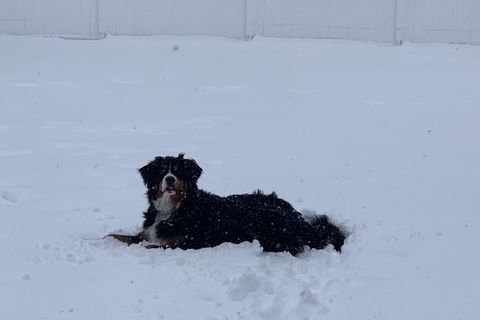 I walk my dog 