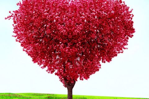 IF EVER LOVE IS TRUE 