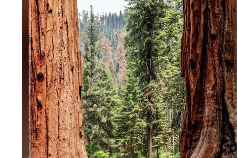 The redwood trees