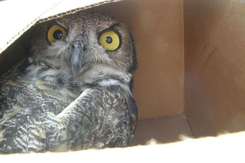Delusion in a Box