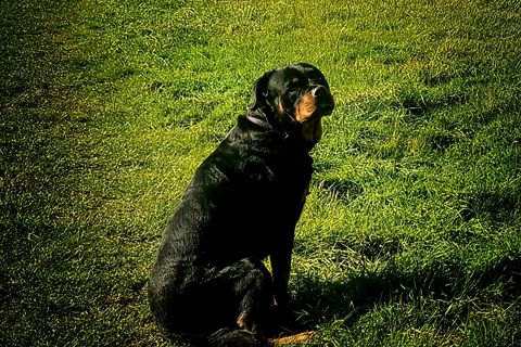 Willow runs in the wind