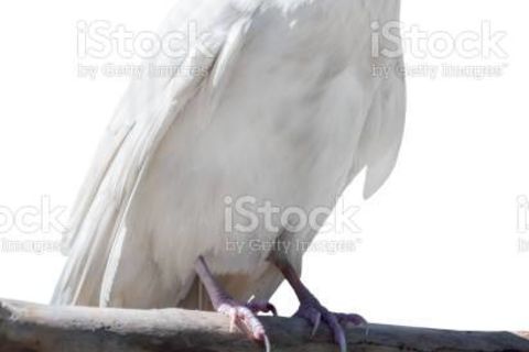 The white raven