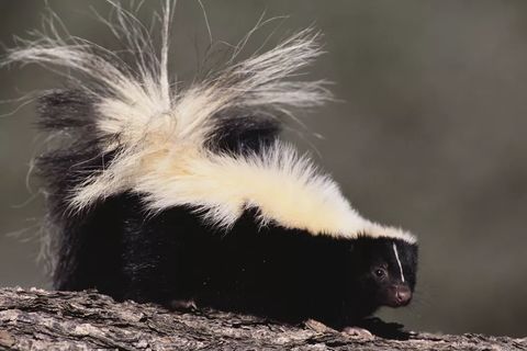 EPITAPH TO A SKUNK 
