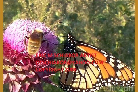 BUMBLE BEE'S AND BUTTERFLIES